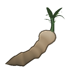 Sweet Root